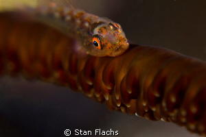 goby fish by Stan Flachs 